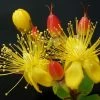 Hypericum Inodorum Magical Red Flame - Millepertuis -Promesse de fleurs Boutique Hypericum x inodorum Magical Red 84102 1