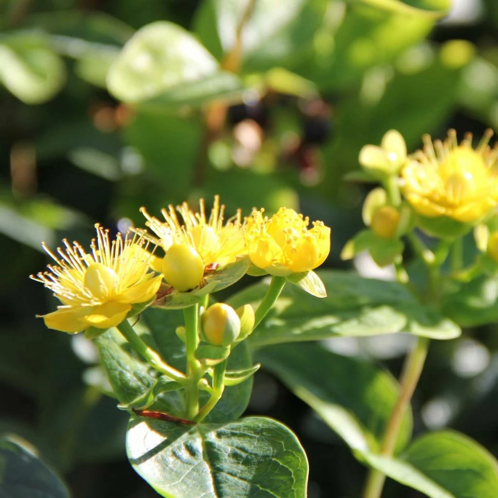 Hypericum Inodorum Magical Sunshine - Millepertuis 3 Hypericum Inodorum Magical Sunshine - Millepertuis
