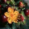 Hypericum Inodorum Magical Universe - Millepertuis 2 Hypericum Inodorum Magical Universe - Millepertuis -Promesse de fleurs Boutique Hypericum x inodorum Magical Universe 84104 1