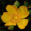 Millepertuis - Hypericum (x) Moserianum 1 Millepertuis - Hypericum (x) Moserianum -Promesse de fleurs Boutique Hypericum x moserianum 84106 1