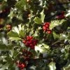Houx Commun - Ilex Aquifolium Alaska -Promesse de fleurs Boutique Ilex aquifolium Alaska 7850 1