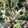 Houx - Ilex Aquifolium Ingramii -Promesse de fleurs Boutique Ilex aquifolium Ingramii copyright 1003091 1