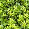 Houx Crénelé - Ilex Crenata Blondie -Promesse de fleurs Boutique Ilex crenata Blondie 781726 1