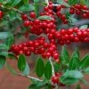 Houx Verticillé Femelle Maryland Beauty - Ilex Verticillata -Promesse de fleurs Boutique Ilex verticillata Maryland Beauty 15381 1