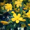 Jasmin - Jasminum Humile Revolutum -Promesse de fleurs Boutique Jasmin Jasminum humile Revolutum copyright 1010781 1