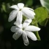 Jasmin Officinal - Jasminum Officinale Affinis -Promesse de fleurs Boutique Jasmin blanc officinal Jasminum officinale Affinis copyright 1010792 1