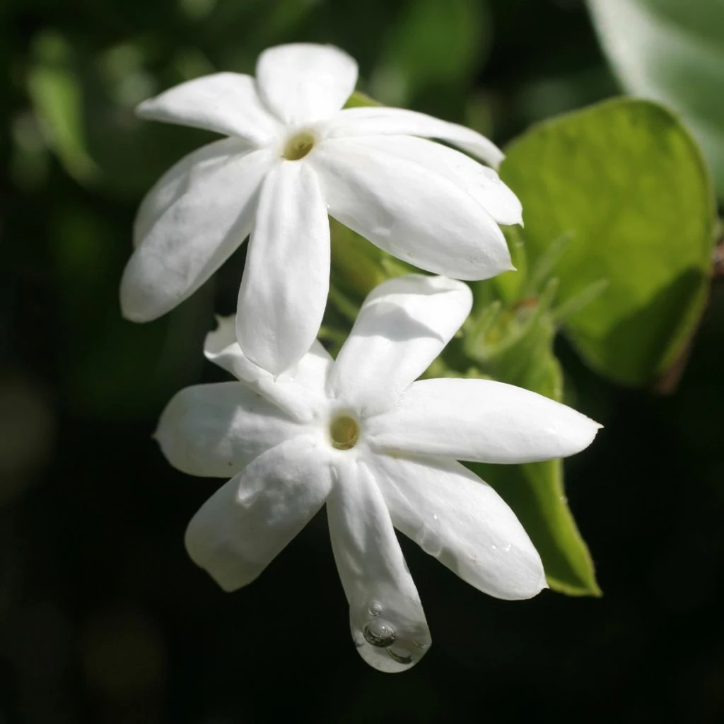 Jasmin Officinal - Jasminum Officinale Affinis 3 Jasmin Officinal - Jasminum Officinale Affinis