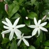 Jasmin Sauvage étoilé - Jasminum Multipartitum -Promesse de fleurs Boutique Jasminum multipartitum 83641 1