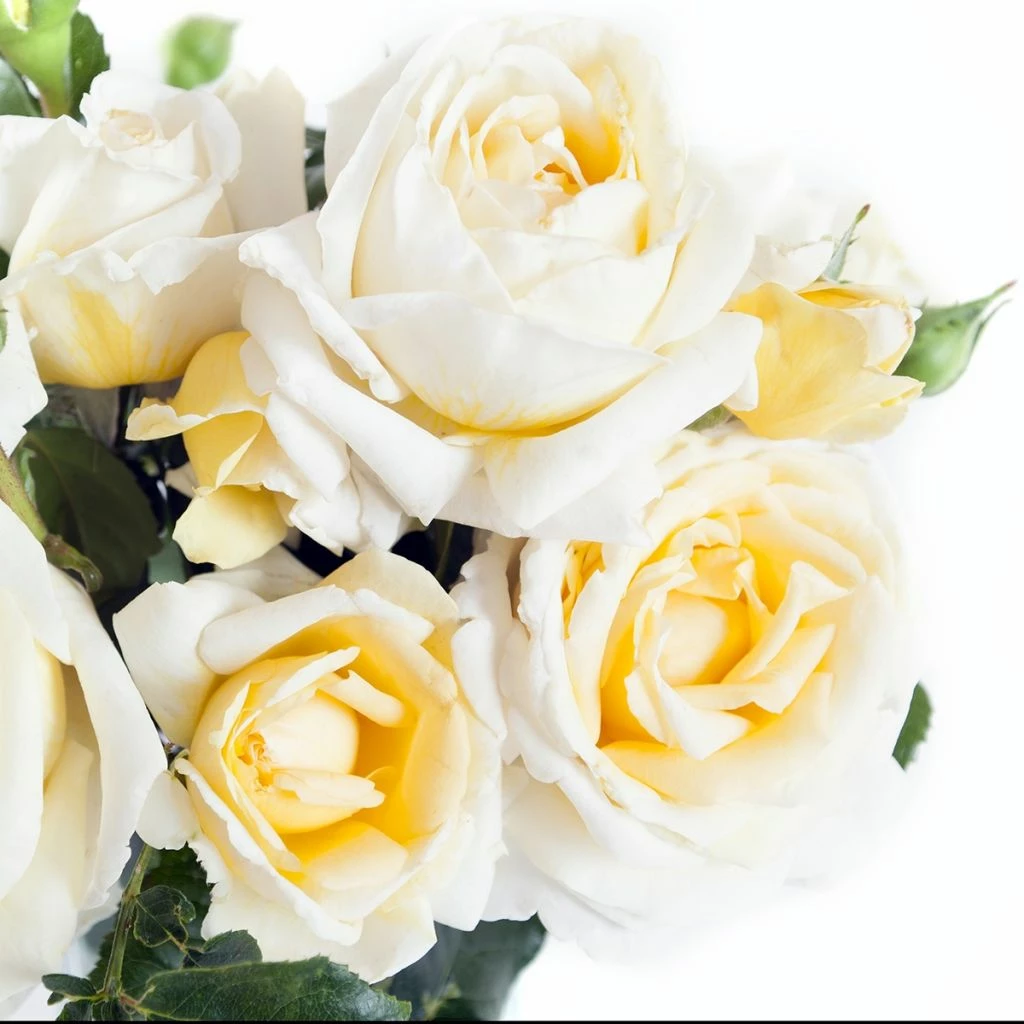 Rosier à Grandes Fleurs Jeanne Coeur 3 Rosier à Grandes Fleurs Jeanne Coeur