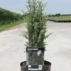 Juniperus Communis Arnold - Genévrier Commun -Promesse de fleurs Boutique Juniperus communis Arnold 84115 1