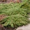 Genévrier Commun - Juniperus Communis Green Carpet -Promesse de fleurs Boutique Juniperus communis Green Carpet 0651002 1 1