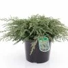 Genévrier Commun - Juniperus Communis Repanda -Promesse de fleurs Boutique Juniperus communis Repanda 84116 1