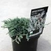 Genévrier Rampant - Juniperus Horizontalis Icee Blue