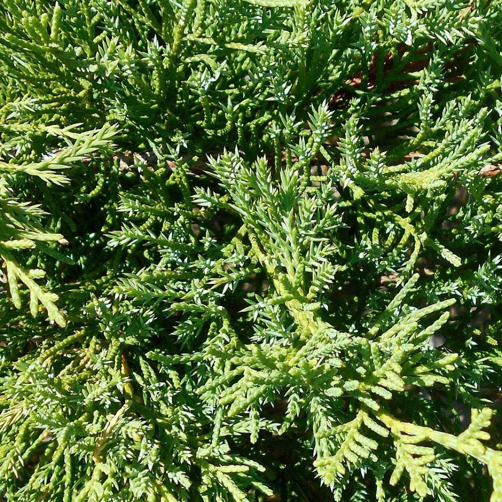 Genévrier De Pfitzer Compact - Juniperus Pfitzeriana Compacta 3 Genévrier De Pfitzer Compact - Juniperus Pfitzeriana Compacta