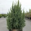Genévrier écailleux - Juniperus Squamata Loderi -Promesse de fleurs Boutique Juniperus squamata Loderi 84122 1