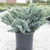 Genévrier écailleux - Juniperus Squamata Meyeri -Promesse de fleurs Boutique Juniperus squamata Meyeri 84123 1