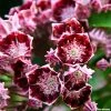 Kalmia Latifolia Bull's Eye - Laurier Des Montagnes Rouge Et Blanc -Promesse de fleurs Boutique Kalmia latifolia Bulls Eye 781981 1