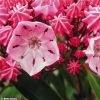 Kalmia Latifolia Ewa - Laurier Des Montagnes Rose Pâle Veiné De Pourpre -Promesse de fleurs Boutique Kalmia latifolia Ewa 781988 1