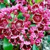 Kalmia Latifolia Heart's Desire - Laurier Des Montagnes Rouge Et Blanc 1 Kalmia Latifolia Heart's Desire - Laurier Des Montagnes Rouge Et Blanc -Promesse de fleurs Boutique Kalmia latifolia Hearts Desire 781986 1