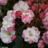 Kalmia Latifolia Madeline - Laurier Des Montagnes Double, Rose Pâle -Promesse de fleurs Boutique Kalmia latifolia Madeline 781982 1