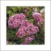 Kalmia Latifolia Otsbo Red - Laurier Des Montagnes Rouge Et Rose Vif. 1 Kalmia Latifolia Otsbo Red - Laurier Des Montagnes Rouge Et Rose Vif. -Promesse de fleurs Boutique Kalmia latifolia Ostbo Red 83153 1