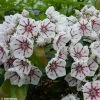 Kalmia Latifolia Peppermint - Laurier Des Montagnes Rose Très Pâle à Rayons Rouges -Promesse de fleurs Boutique Kalmia latifolia Peppermint 781985 1