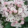 Kalmia Latifolia Windrose - Laurier Des Montagnes Blanc Et Brun Pourpré -Promesse de fleurs Boutique Kalmia latifolia Windrose 781991 1