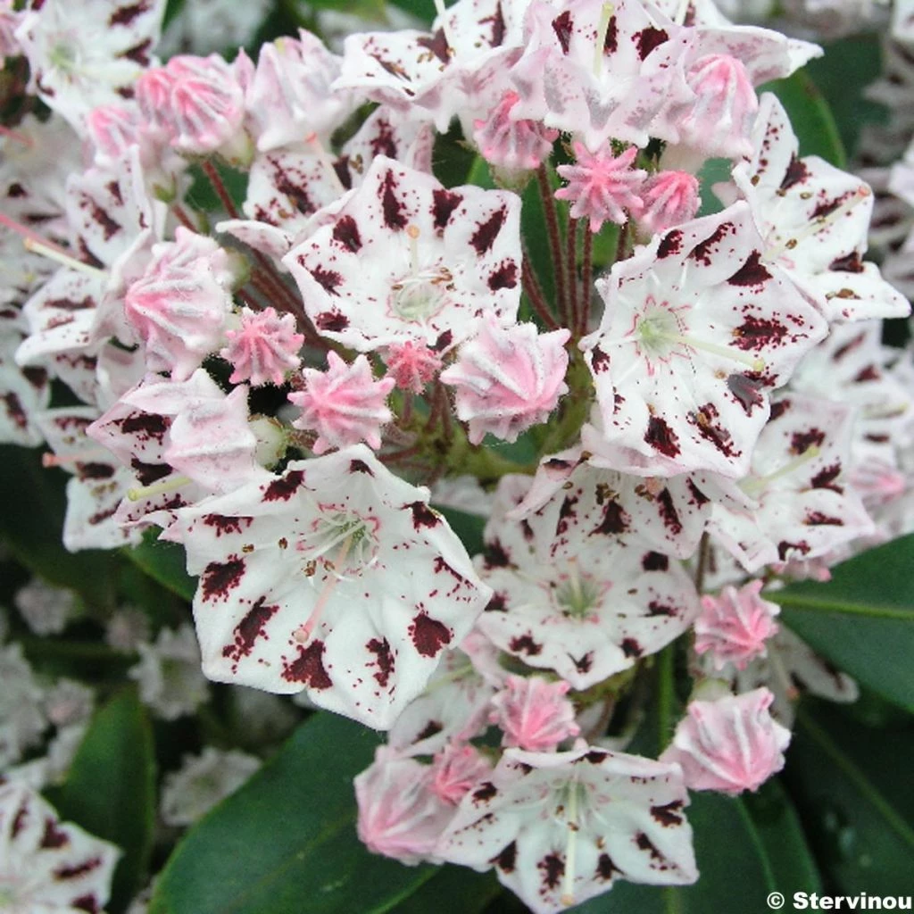 Kalmia Latifolia Windrose - Laurier Des Montagnes Blanc Et Brun Pourpré 3 Kalmia Latifolia Windrose - Laurier Des Montagnes Blanc Et Brun Pourpré