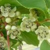 Kiwaï Nostino Mâle - Actinidia Arguta -Promesse de fleurs Boutique Kiwai Nostino male Actinidia arguta 82691 1