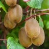 Kiwi Autofertile Boskoop - Actinidia Deliciosa 1 Kiwi Autofertile Boskoop - Actinidia Deliciosa -Promesse de fleurs Boutique Kiwi autofertile Boskoop Actinidia deliciosa copyright 1003541 1