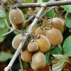 Kiwi Solissimo Bio - Actinidia Deliciosa -Promesse de fleurs Boutique Kiwi autofertile Solissimo IF 16414 1