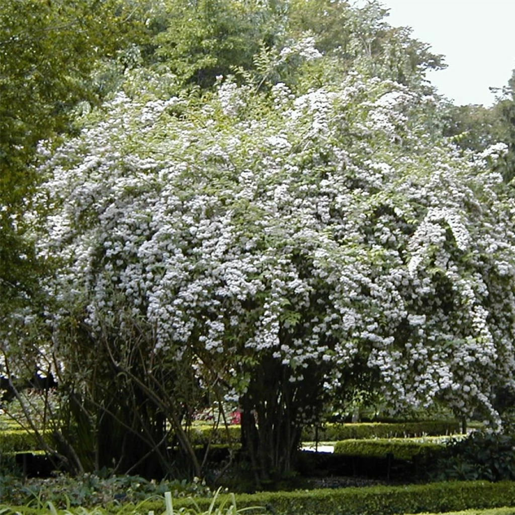 Kolkwitzia Amabilis - Buisson De Beauté 3 Kolkwitzia Amabilis - Buisson De Beauté