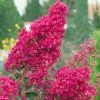 Lagerstroemia Indica Summer Charm Tonto - Lilas Des Indes -Promesse de fleurs Boutique LAGERSTROEMIA TONTO 781738 1