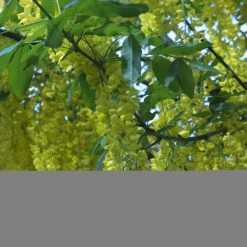 Laburnum Anagyroides - Cytise à Grappe