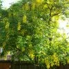 Laburnum Watereri Vossii - Cytise Pluie D'or