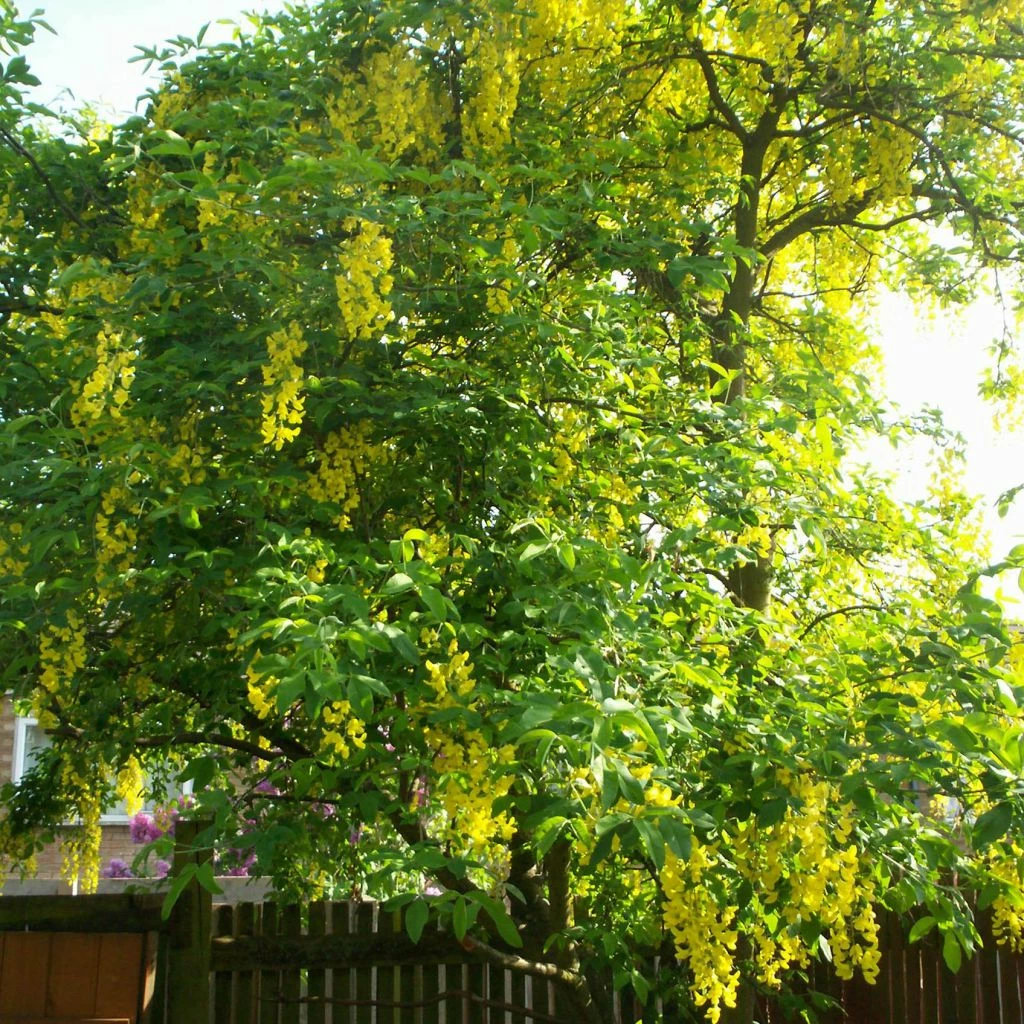 Laburnum Watereri Vossii - Cytise Pluie D'or 3 Laburnum Watereri Vossii - Cytise Pluie D'or