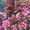 Lagerstroemia Indica Rhapsody In PINK - Lilas Des Indes -Promesse de fleurs Boutique Lagerstroemia Rhapsody in PINK 84942 1