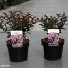 Lagerstroemia Indica Coral Magic - Lilas Des Indes -Promesse de fleurs Boutique Lagerstroemia indica Coral Magic 87394 1