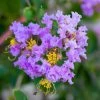 Lagerstroemia Indica Cordon Bleu - Lilas Des Indes Bleu Lavande 2 Lagerstroemia Indica Cordon Bleu - Lilas Des Indes Bleu Lavande -Promesse de fleurs Boutique Lagerstroemia indica Cordon bleu copyright 78173611 1