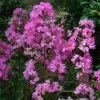 Lagerstroemia Indica Jeanne Desmartis - Lilas Des Indes 1 Lagerstroemia Indica Jeanne Desmartis - Lilas Des Indes -Promesse de fleurs Boutique Lagerstroemia indica Jeanne Desmartis 87455 1