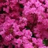 Lagerstroemia Indica La Mousson - Lilas Des Indes -Promesse de fleurs Boutique Lagerstroemia indica La Mousson 87456 1