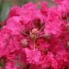 Lagerstroemia Indica Mon Panache - Lilas Des Indes -Promesse de fleurs Boutique Lagerstroemia indica Mon Panache 87459 1