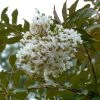 Lagerstroemia Indica Nivea - Lilas Des Indes