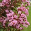 Lagerstroemia Indica Pink Grand Sud - Lilas Des Indes 1 Lagerstroemia Indica Pink Grand Sud - Lilas Des Indes -Promesse de fleurs Boutique Lagerstroemia indica Pink Grand Sud 83598 1 1