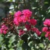 Lagerstroemia Indica Pink Velours - Lilas Des Indes -Promesse de fleurs Boutique Lagerstroemia indica Pink Velours ld JimthePhotographer 781735 1