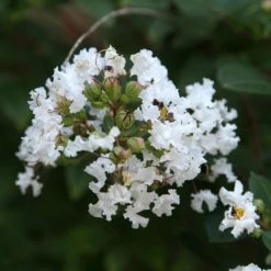 Lagerstroemia Indica Pixie White - Lilas Des Indes
