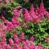 Lagerstroemia Indica Rose Fuchsia - Lilas Des Indes 1 Lagerstroemia Indica Rose Fuchsia - Lilas Des Indes -Promesse de fleurs Boutique Lagerstroemia indica Rose Fuchsia 87443 1