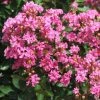 Lagerstroemia Indica Rose Indien - Lilas Des Indes -Promesse de fleurs Boutique Lagerstroemia indica Rose Indien 87444 1