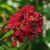 Lagerstroemia Indica Rouge Nain - Lilas Des Indes 1 Lagerstroemia Indica Rouge Nain - Lilas Des Indes -Promesse de fleurs Boutique Lagerstroemia indica Rouge Nain 87446 1