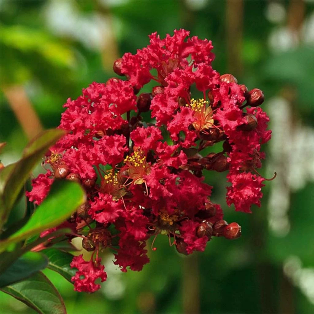 Lagerstroemia Indica Rouge Nain - Lilas Des Indes 3 Lagerstroemia Indica Rouge Nain - Lilas Des Indes